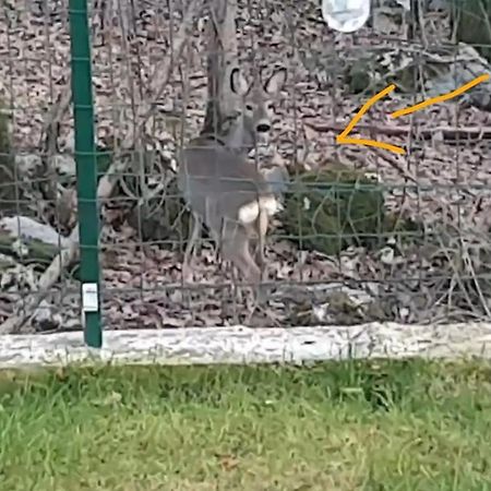 דירות Jurdani Birdsong Getaway מראה חיצוני תמונה